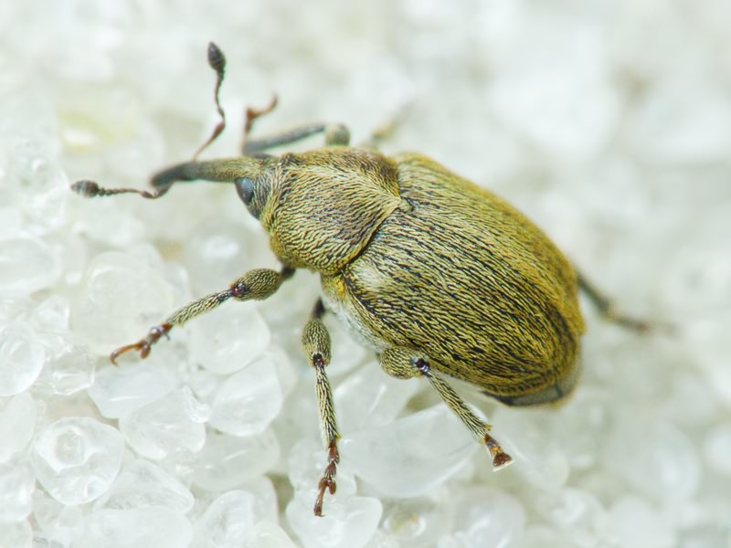 Sibinia pellucens (Scopoli, 1772)